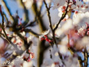 a branch of a fruit tree - gałązka drzewa owocowego
